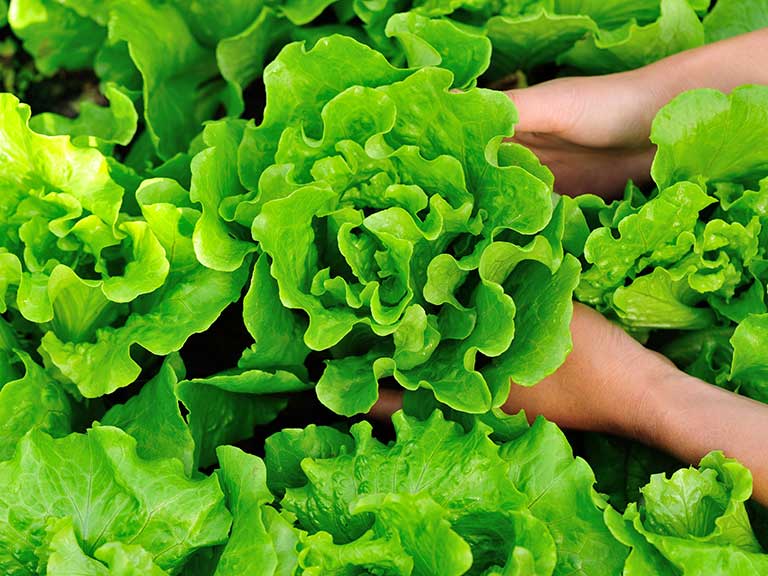 how-to-grow-lettuces-shutterstock